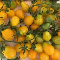 Купить семена томат Медовая капля