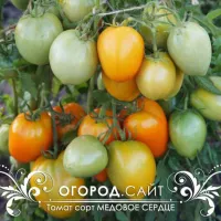 Купить семена томата Медовое сердце