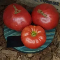 Купить семена Томат Минусинский гигант