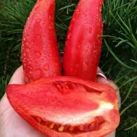 Купить семена Томат Минусинский длинный розовый