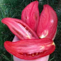 Купить семена Томат Минусинский длинный розовый