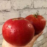 Купить семена Томат Минусинский урожайный