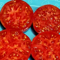 Купить семена Томат Монгольский Карлик