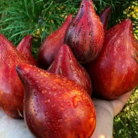 Купить семена томата Огненная комета Софии