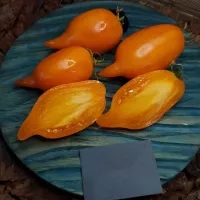 Купить семена Томат Оранжевая Прогулка (Orange Walk)