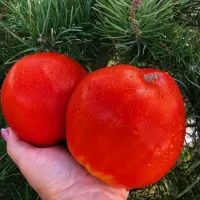 Купить семена Томат Польская слива тетушки Сварло