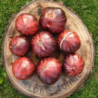 Купить семена томата Прекрасный Пышный (Буйная красотка)