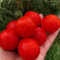 Купить семена Томат Санек