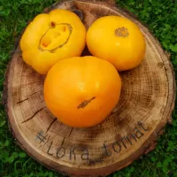 Купить семена Томат Сердце Ашхабада