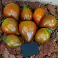 Купить семена томата Сердце Марши
