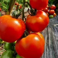 Купить семена Томат Штраух