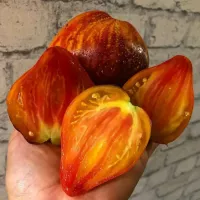 Купить семена Сладкая Карамель Софии