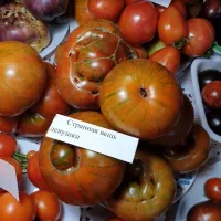 Купить семена Томат Странная вещь девушки
