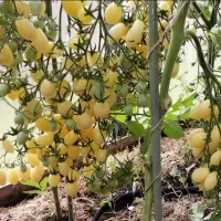 Купить семена Томат Сумасшедшие вишни Барри Черри Бэрри