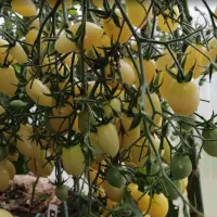 Купить семена Томат Сумасшедшие вишни Барри Черри Бэрри