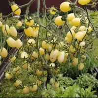 Купить семена Томат Сумасшедшие вишни Барри Черри Бэрри