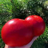 Купить семена Томат Сызранское Бычье сердце