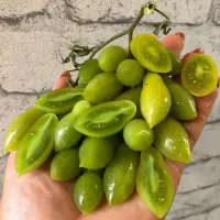 Купить семена Томат Танцующие Зеленые Пальчики