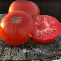 Купить семена Томат Вова Путин