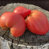 Купить семена Томат Японка