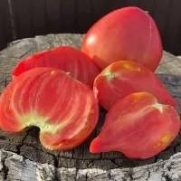 Купить семена Томат Японка