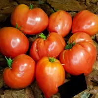 Купить семена Томат Японка