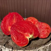 Купить семена Томат Яша Югославский