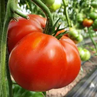Купить семена томат Юсуповский