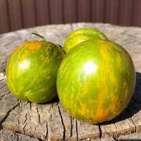 Купить семена Томат Зеленая зебра