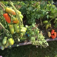 Купить семена Томат Жиголо желтый