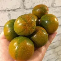Купить семена Томат Злая Маслина