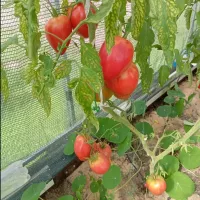 Купить семена Томат Миссис Шлаубах