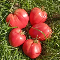 Купить семена Томат Миссис Шлаубах