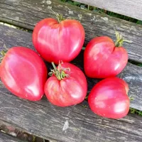 Купить семена Томат Миссис Шлаубах