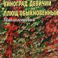 Купить семена Виноград девичий + Плющ обыкновенный 2 в 1 Купить семена Виноград девичий + Плющ обыкновенный 2 в 1