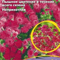 Купить семена Агератум Красный букет