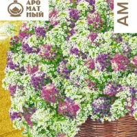 Купить семена Алиссум ампельный Кристалл смесь