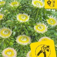 Купить семена Астра китайская Hulk зеленая