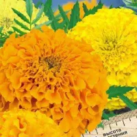 Купить семена Бархатцы Тайшан