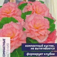 Купить семена Бегония Фортуна F1 пинк (розовая)