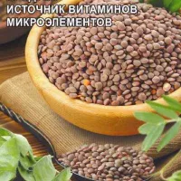 Купить семена Чечевица Коричневая