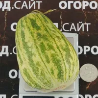 Купить семена Дыня Мечта Сибарита
