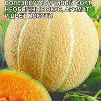 Купить семена Дыня Медовый Месяц