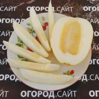 Купить семена Дыня Корейская Шамое (Chamoe)