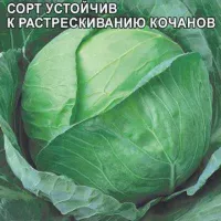 Купить семена капусты белокочанной Доминанта F1