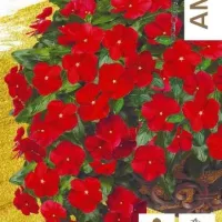 Купить семена Катарантус Средиземноморский красный