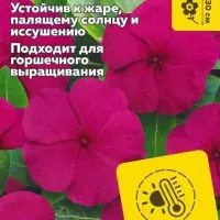 Купить семена Катарантус Хит Вейв Бургунди