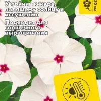 Купить семена Катарантус Хит Вейв Пепперминт