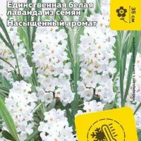 Купить семена Лаванда Снежный колос узколистная белая
