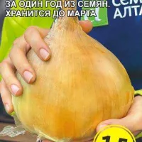 Купить семена Лук репчатый Айлса Грейг